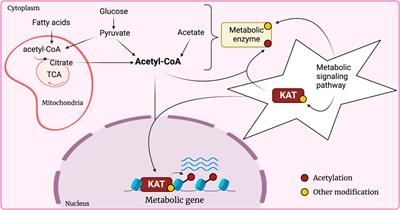 JAZF1: A metabolic actor subunit of the NuA4/TIP60 chromatin modifying complex